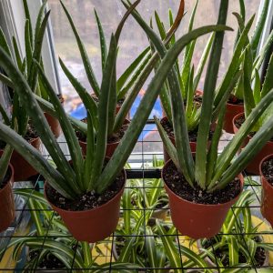 Aloe Vera 4 Inch