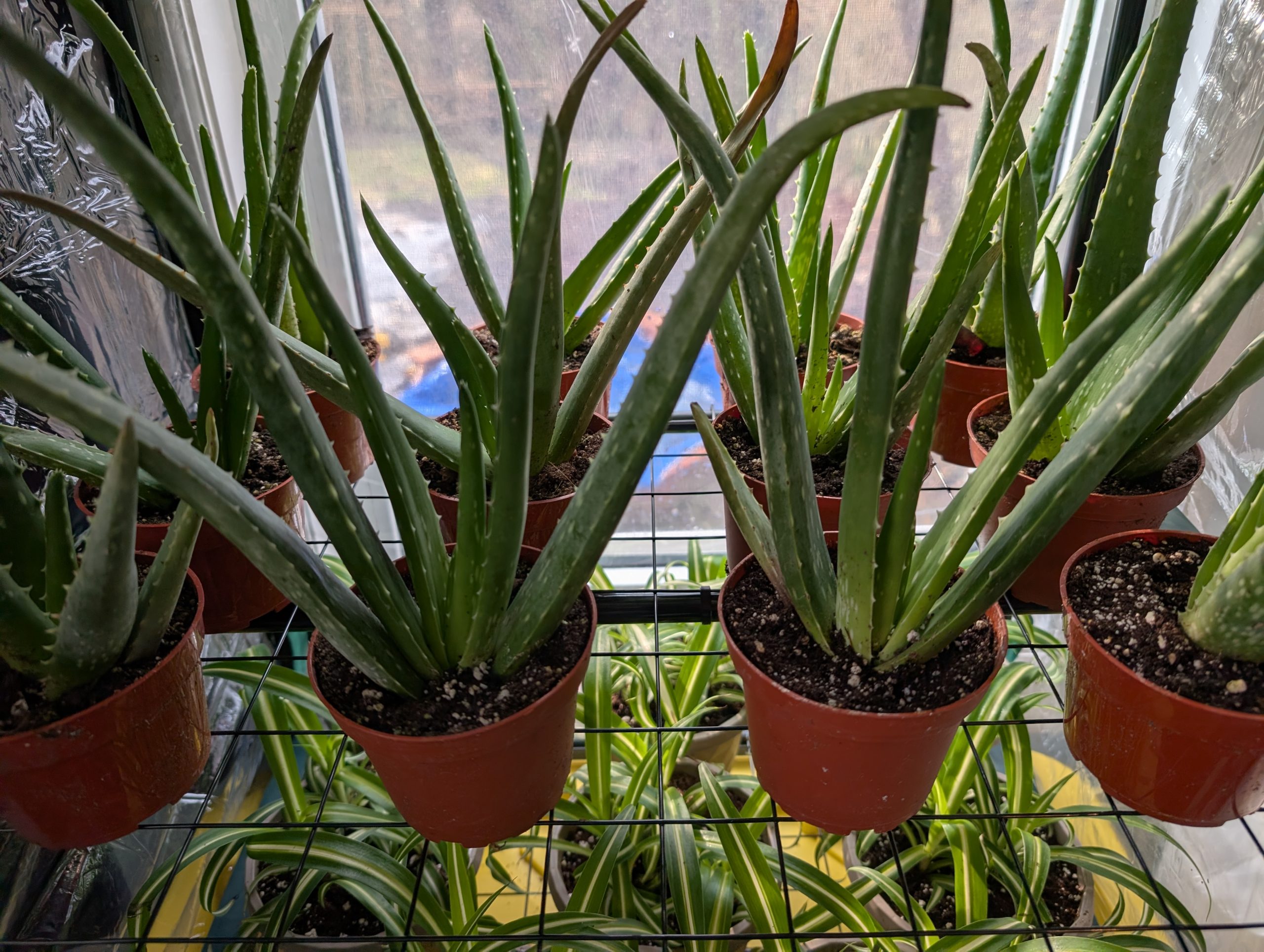 Aloe Vera 4 Inch