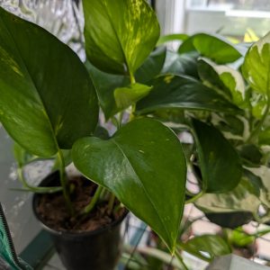 Pothos Assorted 4 inch
