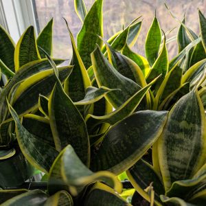Snake Plant 4 inch