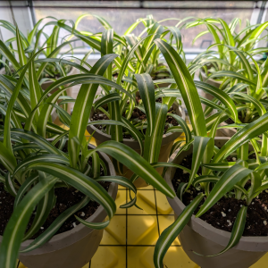 Spider Plant 8 inch hanging basket
